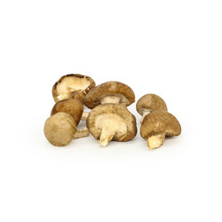 Shiitake Mushroom - Kamereo